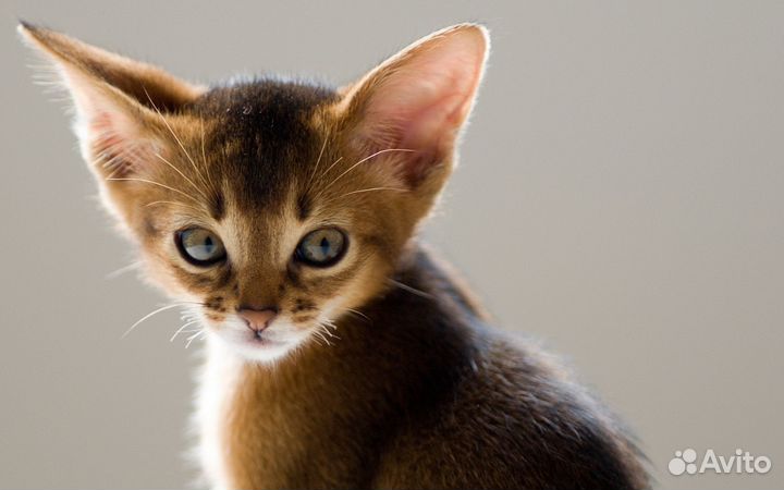 Передержка для кошек
