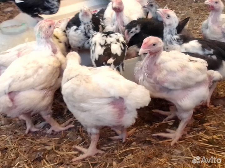 Продам бройлеров, кур несушек