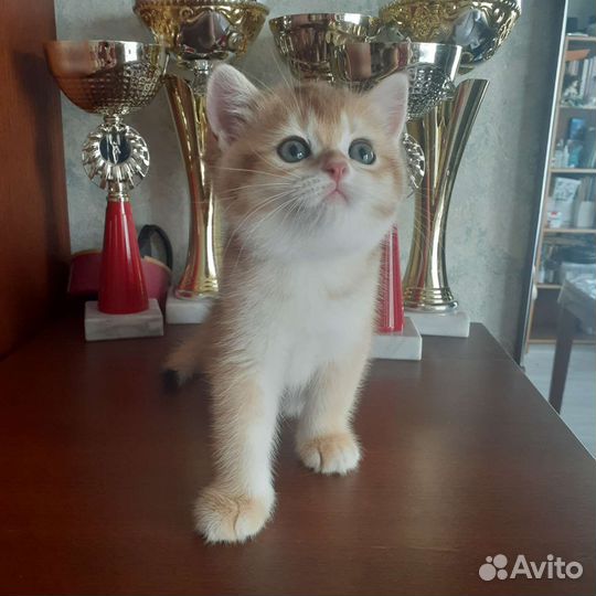 Шотланский котенок