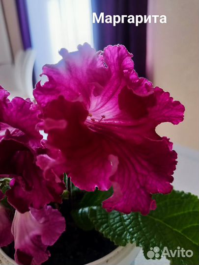 Стрептокарпусы