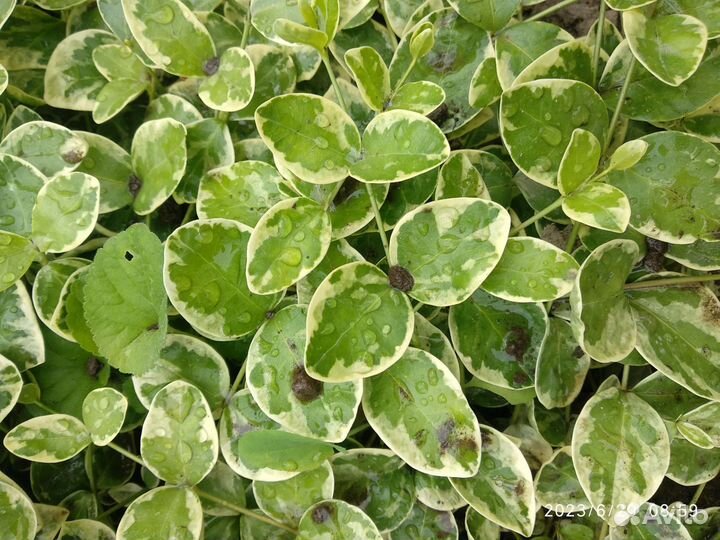 Колокольчик скученный