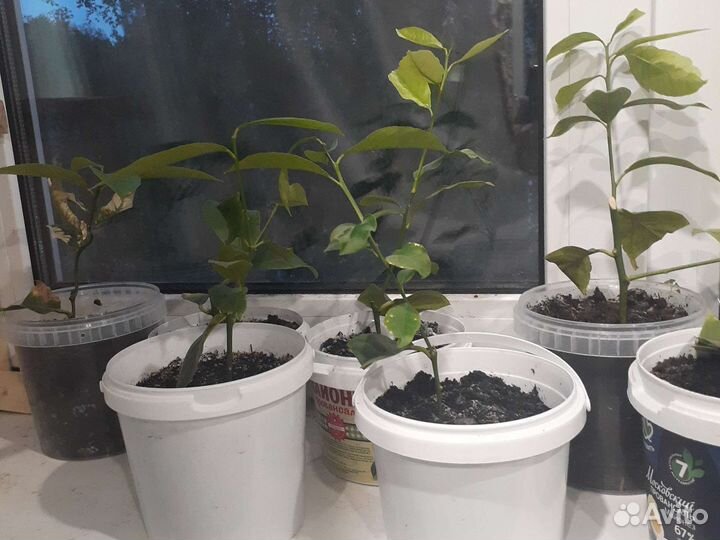 Лимон плодоносящий