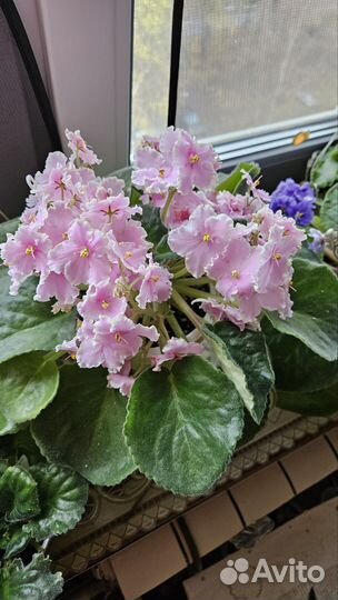 Фиалка Коко Шанель