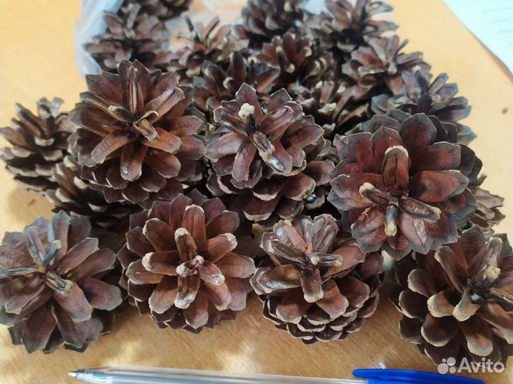 Шишки сосновые