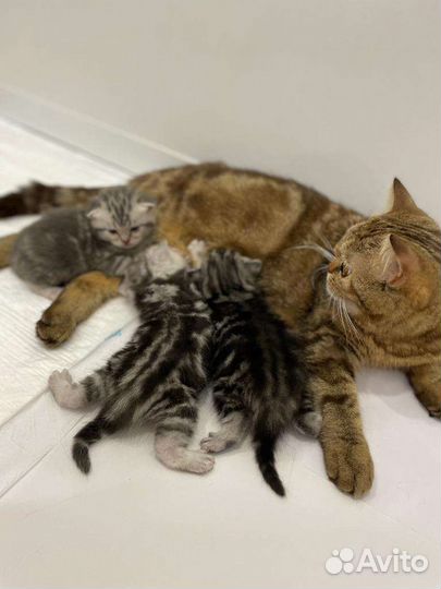 Британские котята малыши