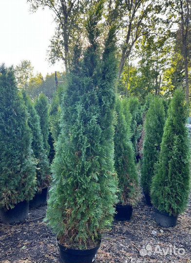 Туя с бесплатной доставкой