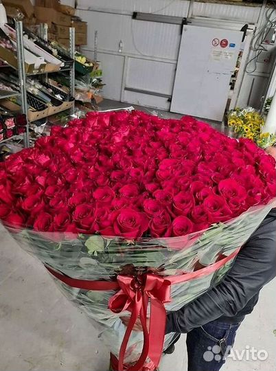 Розы гиганты 140 150 160 170 180 200