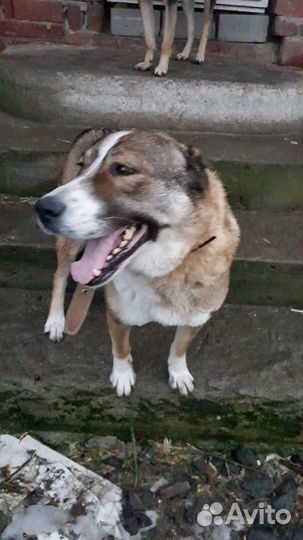 Собака только в ответственные руки знающие породу