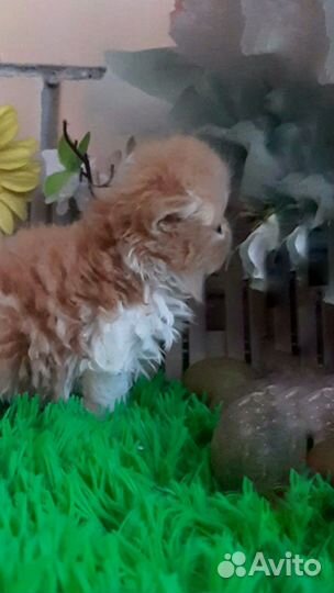 Персидская куколка