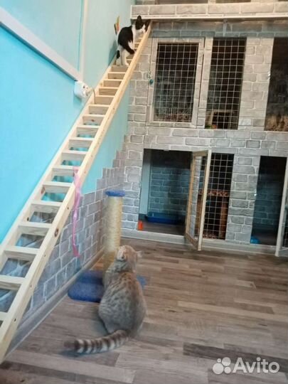 Зоогостиница,передержка животных