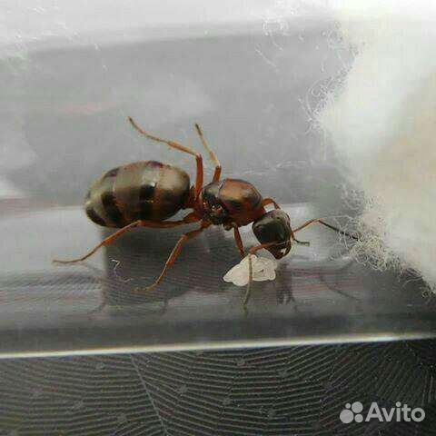 Муравьи.(Читать описание)