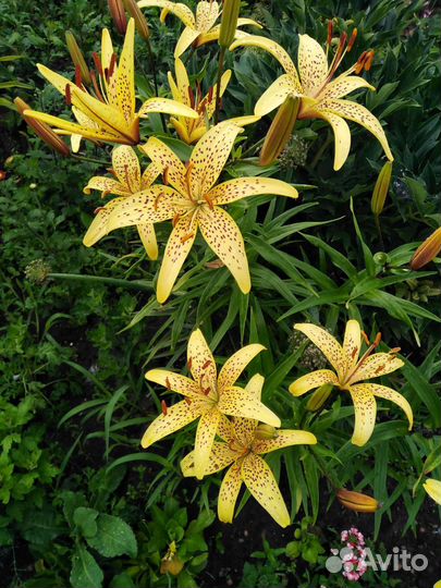 Садовые растения