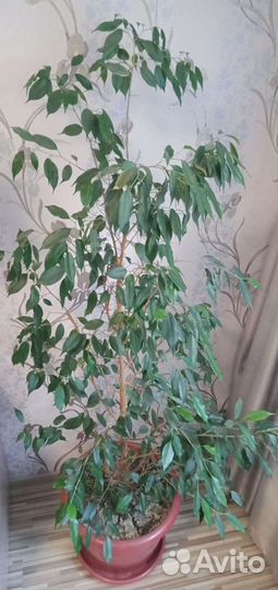 Фикус Бенджамина