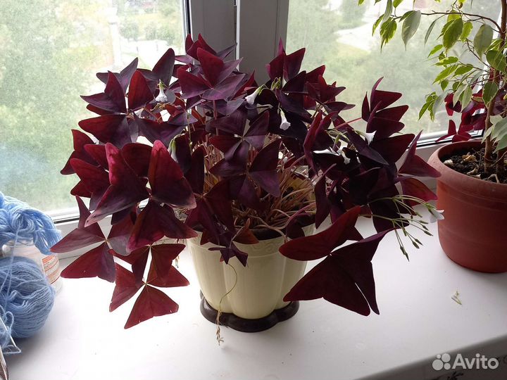 Комнатные цветы