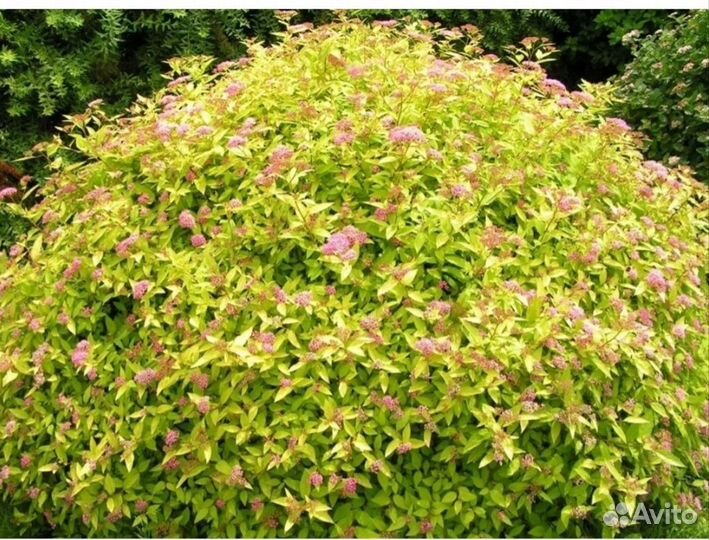 Спирея голден принцесс, серая, вейгела