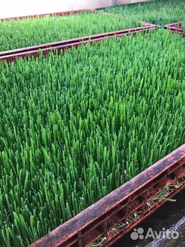 Быстрый газон. Пророщенный овес. Зелень для декора