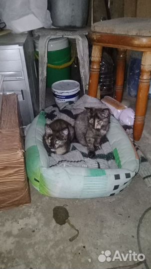 Трехшерстные котята