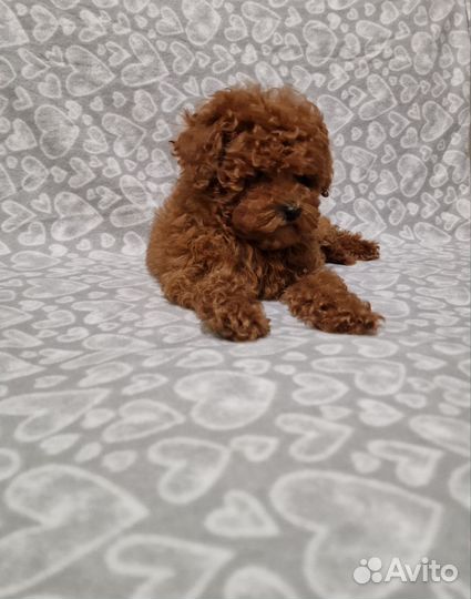 Той-пудель ред браун мальчики и девочка РКФ