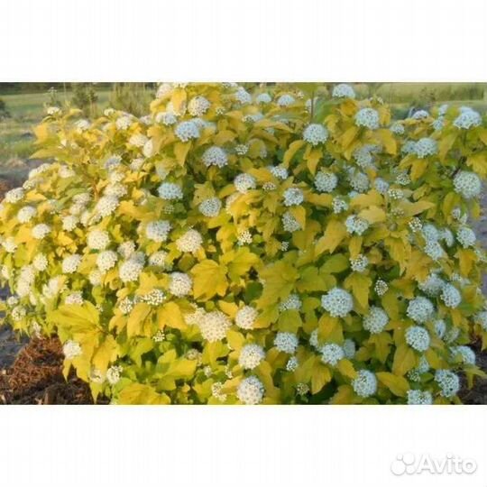 Декоративные кустарники