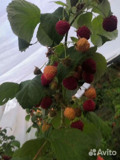 Малина саженцы