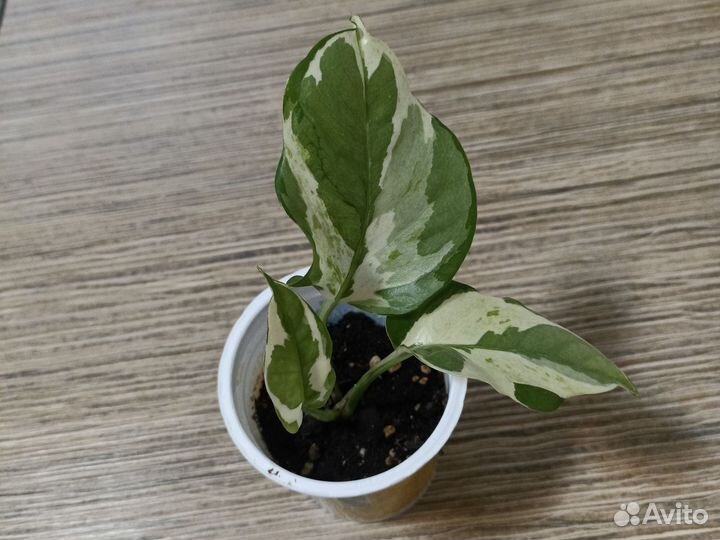 Сциндапсус