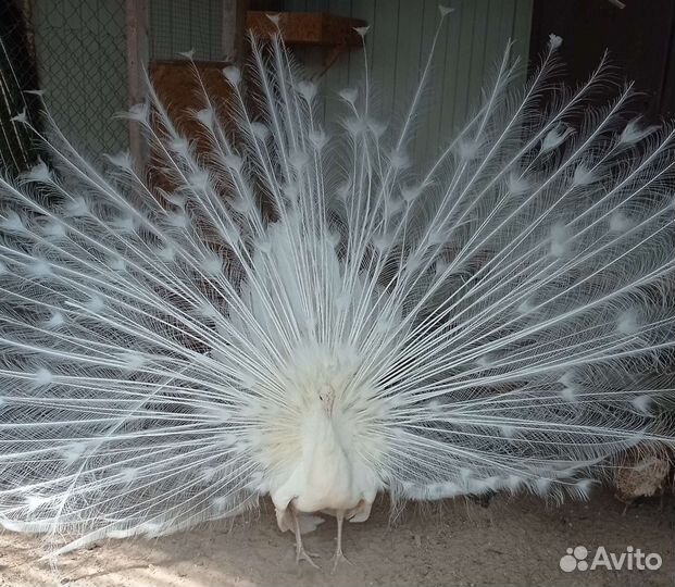 Павлин Белый