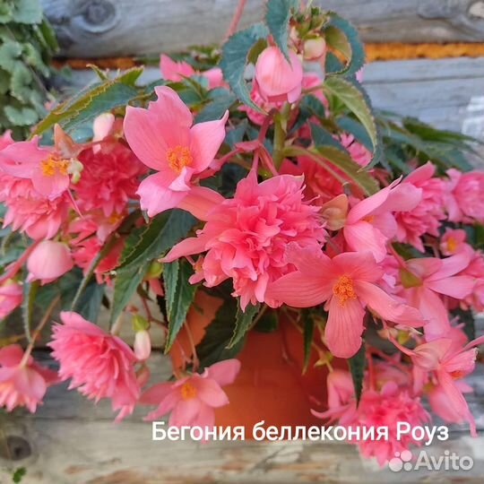 Бегония-белекония ампельная