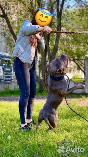 Американский булли вязка