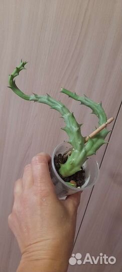 Комнатные цветы по 50