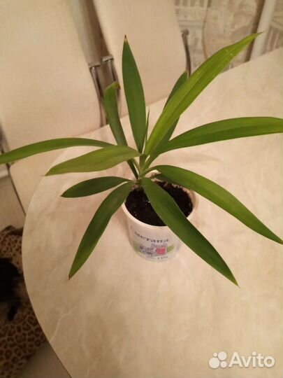 Популярный цветок Драцена укоренённые отростки