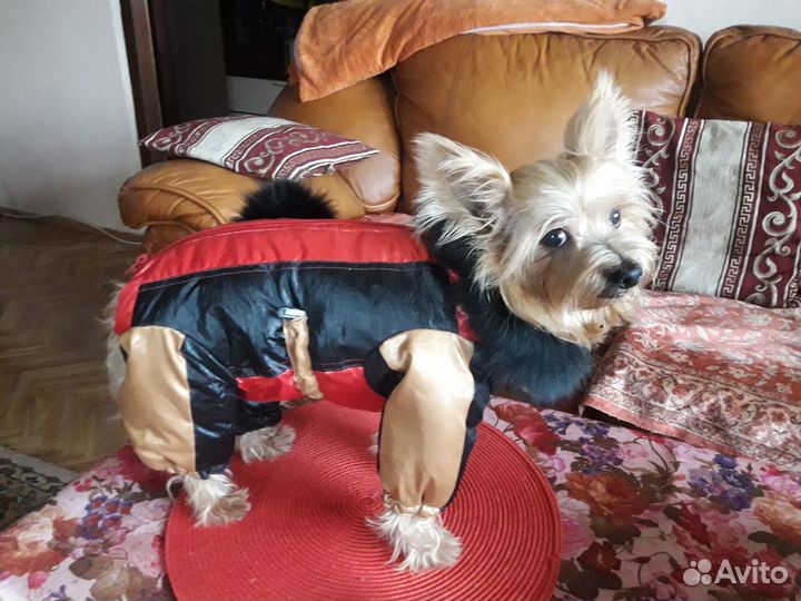 Комбинезон для собачки