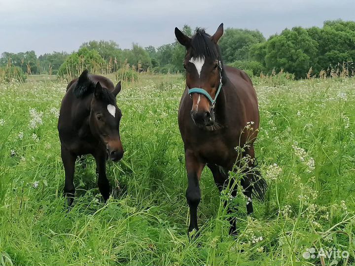 Конный клуб приглашает на постой