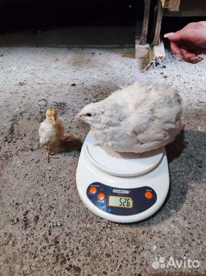 Цыплята перепелов 