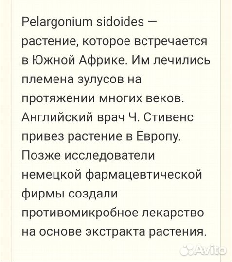 Пеларгония герань лимонная или душистая