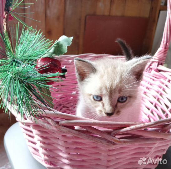 Кошка в дар
