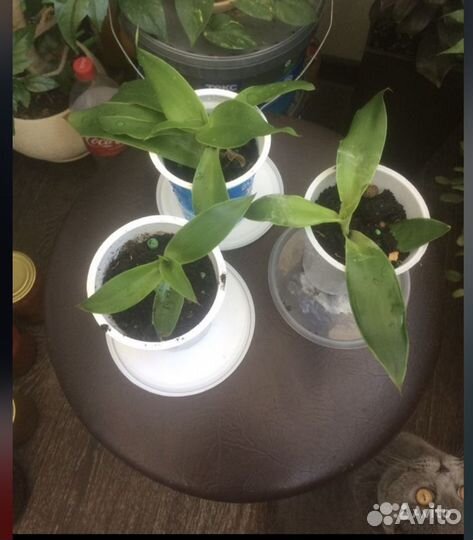 Цветок золотой ус