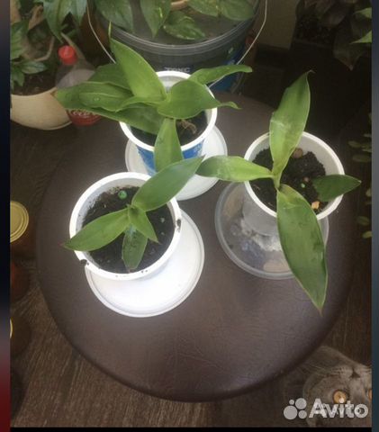 Цветок золотой ус