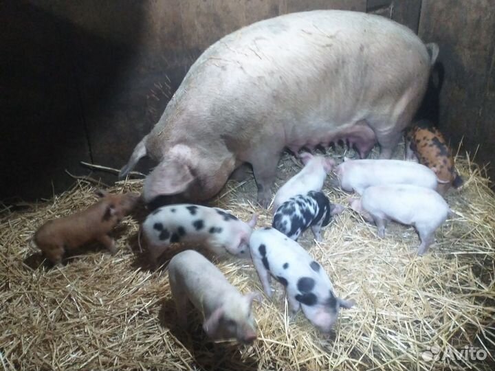 Продаю поросят