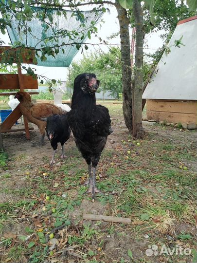 Гергебильские куры, петушки