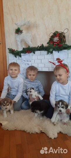 Щенок хаски помесь