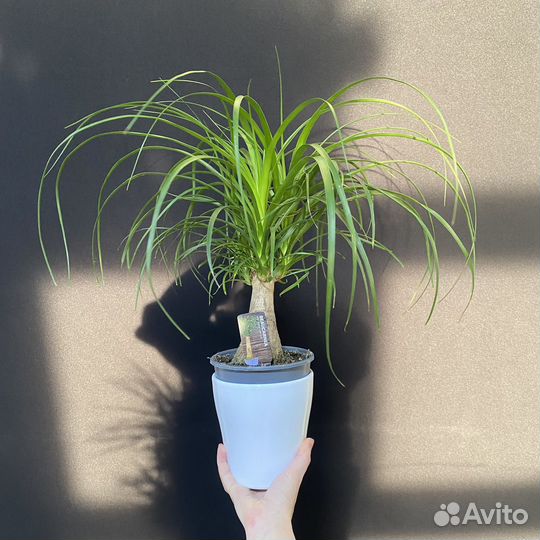 Пальма Нолина Бокарнея Рекурвата 15/50