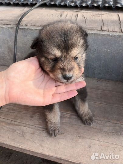 Маламут щенки бесплатно