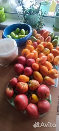 Томаты домашние свежие