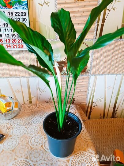 Спатифиллум