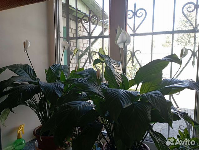 Спатифиллум, каланхое, столетник