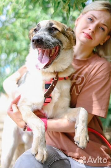 Собака в дар