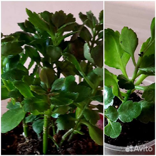 Комнатные цветы