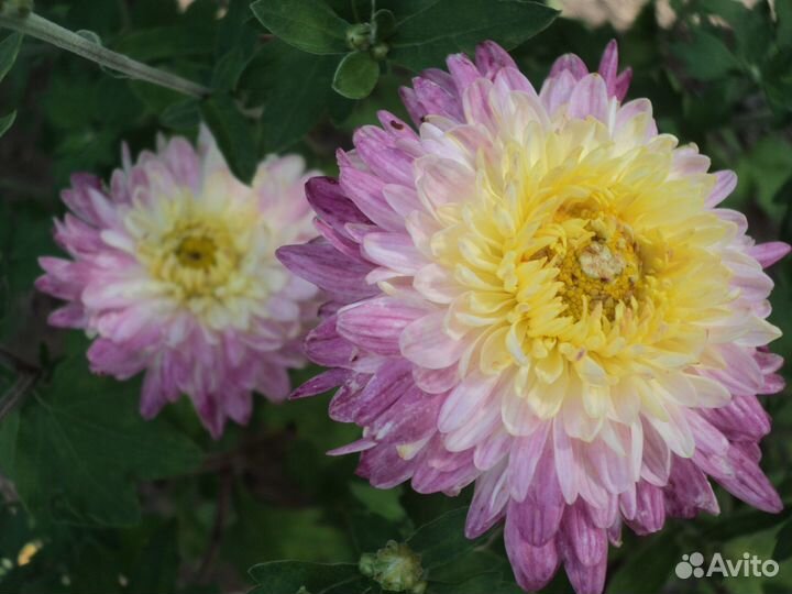 Хризантемы