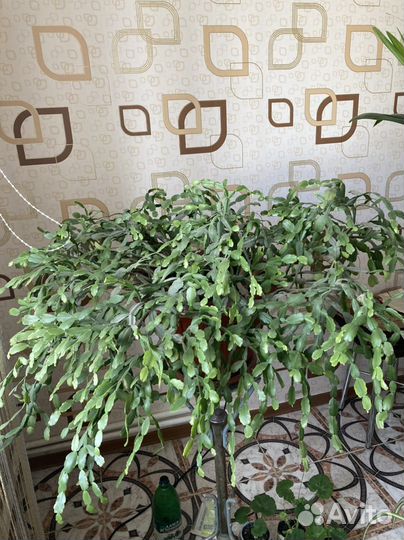 Декабрист розовый очень большой