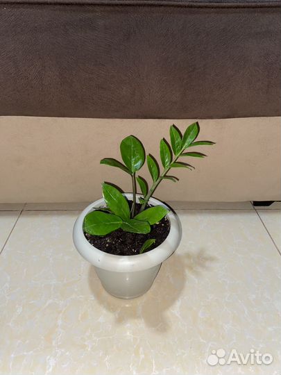 Замиокулькас